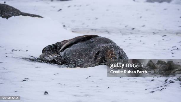 fur seal sleeping on the ice - elephant seal underwater stock pictures, royalty-free photos & images