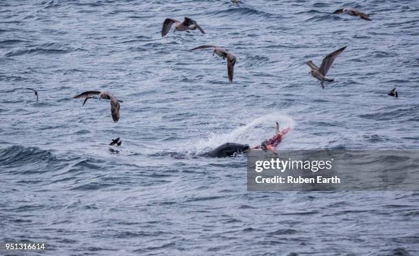 leopard seal eating a penguin in the sea, and skua birds trying to stole the food - ヒョウアザラシ ストックフォトと画像