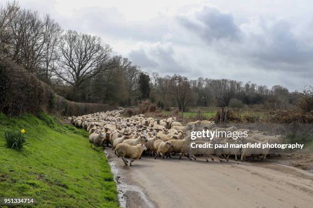 flock of sheep being herded along sussex country road - petworth stock pictures, royalty-free photos & images