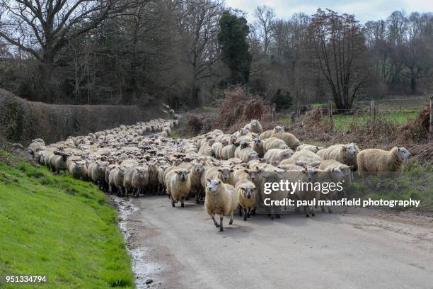 flock of sheep being herded along sussex country road - flock of sheep stock pictures, royalty-free photos & images