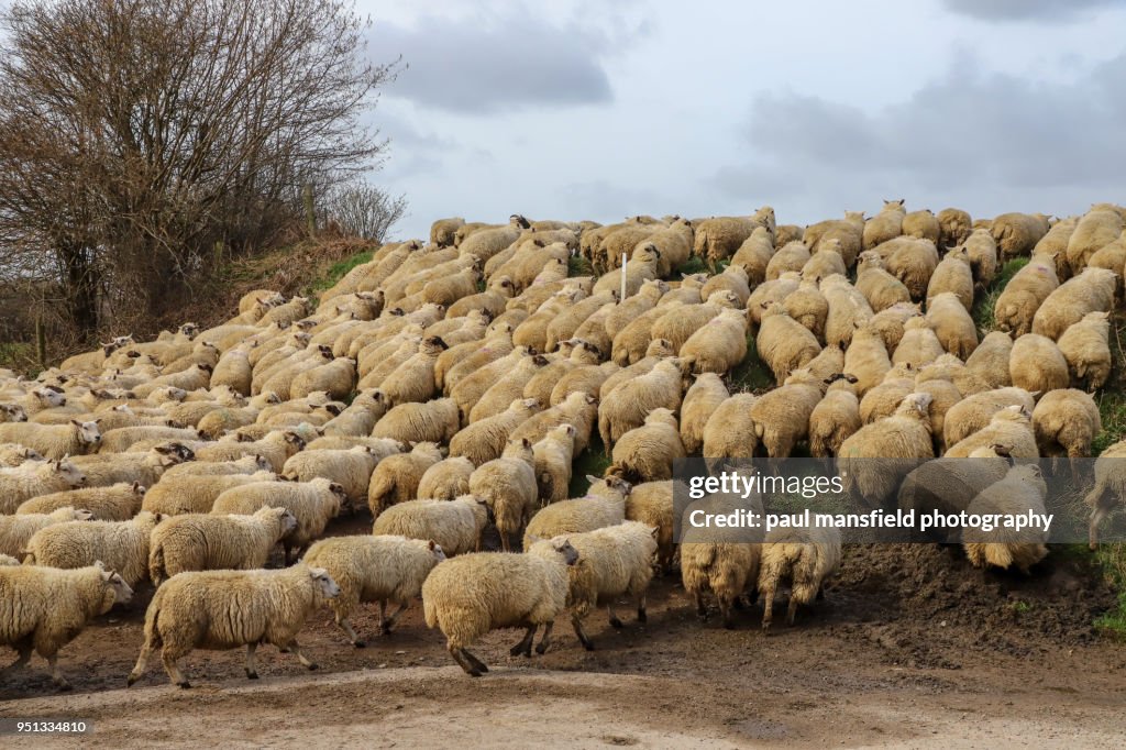 Flock of sheep being herded along Sussex country road