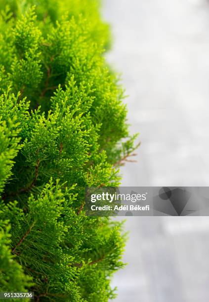 close-up of thuja tree - freshgrass festival photos et images de collection