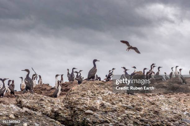 cormorant colony next to the alberto de agostini natural park - de agostini stock pictures, royalty-free photos & images