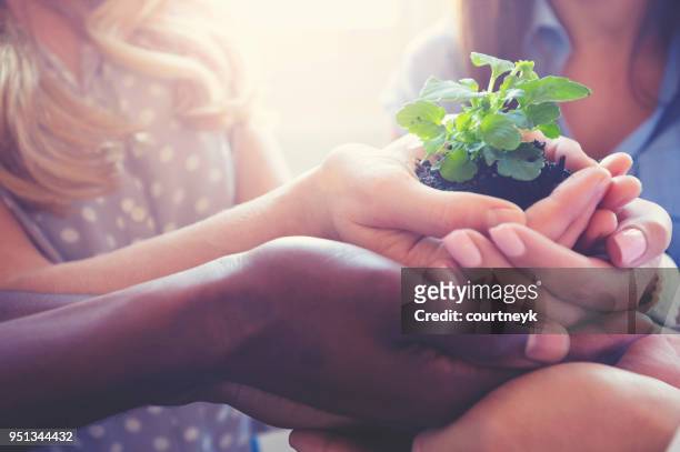 growth concept. group holding a seedling plant. - black brilliance collective stock pictures, royalty-free photos & images