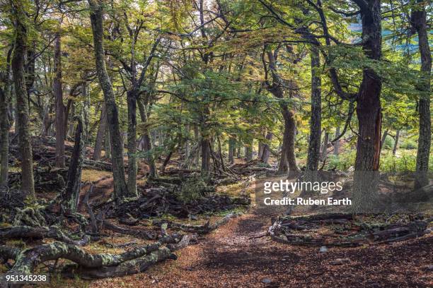 trail in a patagonian forest in tierra del fuego - argentina dirt road panorama stock pictures, royalty-free photos & images