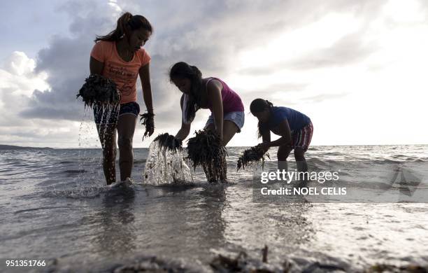 Volunteers participate in a coastal clean-up on Bulabog beach on the Philippine island of Boracay on April 26, 2018. - The Philippines shuttered its...
