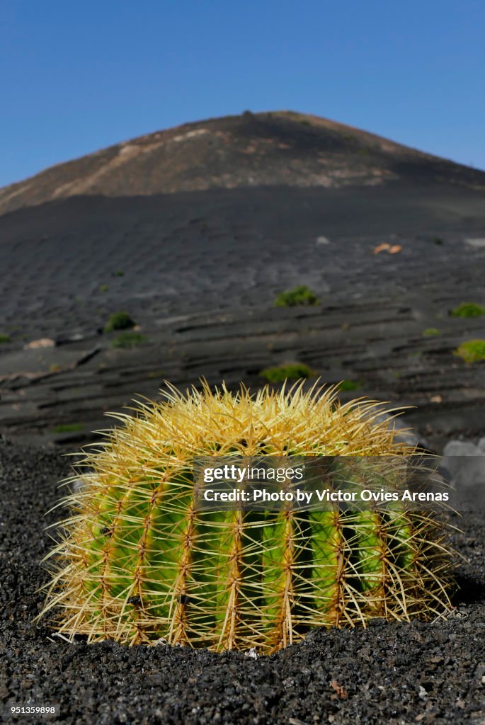 Barrel Cactus (Echinocactus grusonii) stands out in the dark black lava landscape of La Geria in Lanzarote, Canary Islands, Spain