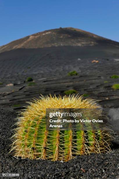 barrel cactus (echinocactus grusonii) stands out in the dark black lava landscape of la geria in lanzarote, canary islands, spain - echinocactus stock pictures, royalty-free photos & images