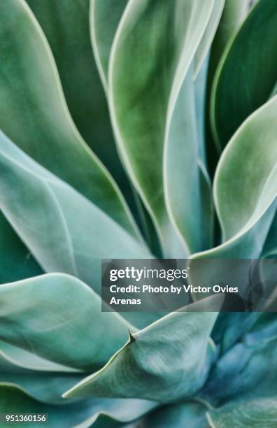 foxtail agave. close up. lanzarote, canary islands, spain - puerto del carmen fotografías e imágenes de stock