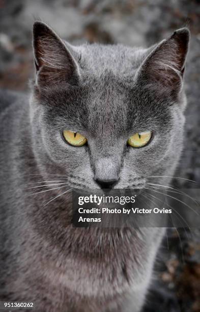 grey haired yellow eyed cat. lanzarote, canary islands, spain - puerto del carmen stockfoto's en -beelden