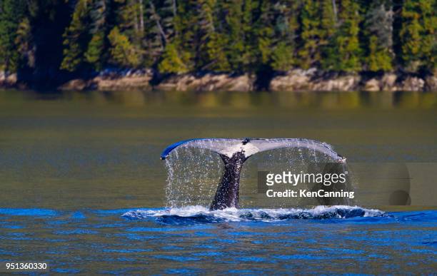 baleine à bosse, plongée le long de la côte de la colombie britannique - whale watching photos et images de collection