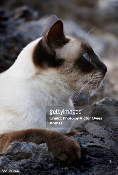 siamese cat resting on lava rock in lanzarote, canary islands, spain - puerto del carmen stockfoto's en -beelden