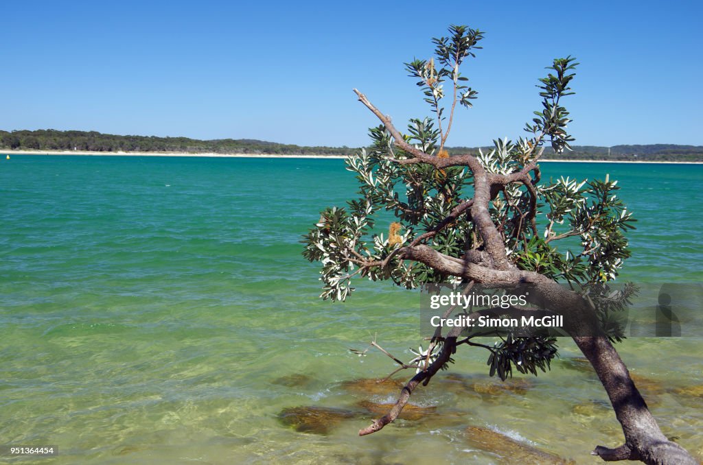 Banksia tree at Front Beach on Trial Bay, Arakoon, New South Wales, Australia