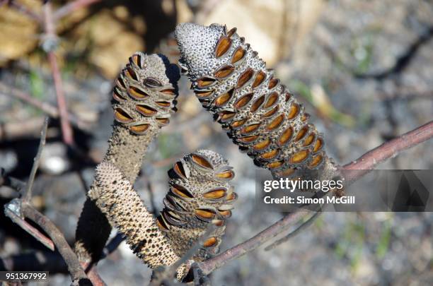 banksia seed pods after a bush fire - banksia ストックフォトと画像