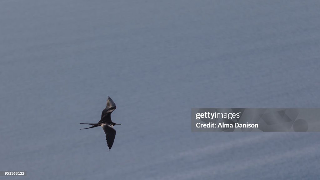 Magnificent Frigatebird flying over the ocean