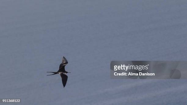 magnificent frigatebird flying over the ocean - fregata magnifica foto e immagini stock