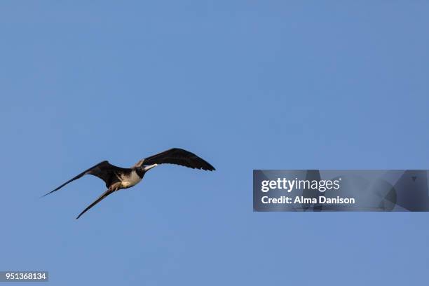 magnificent frigatebird - fregata magnifica foto e immagini stock