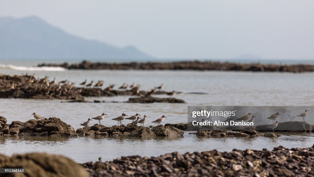 White-rumped sandpiper flock - Calidris fuscicollis