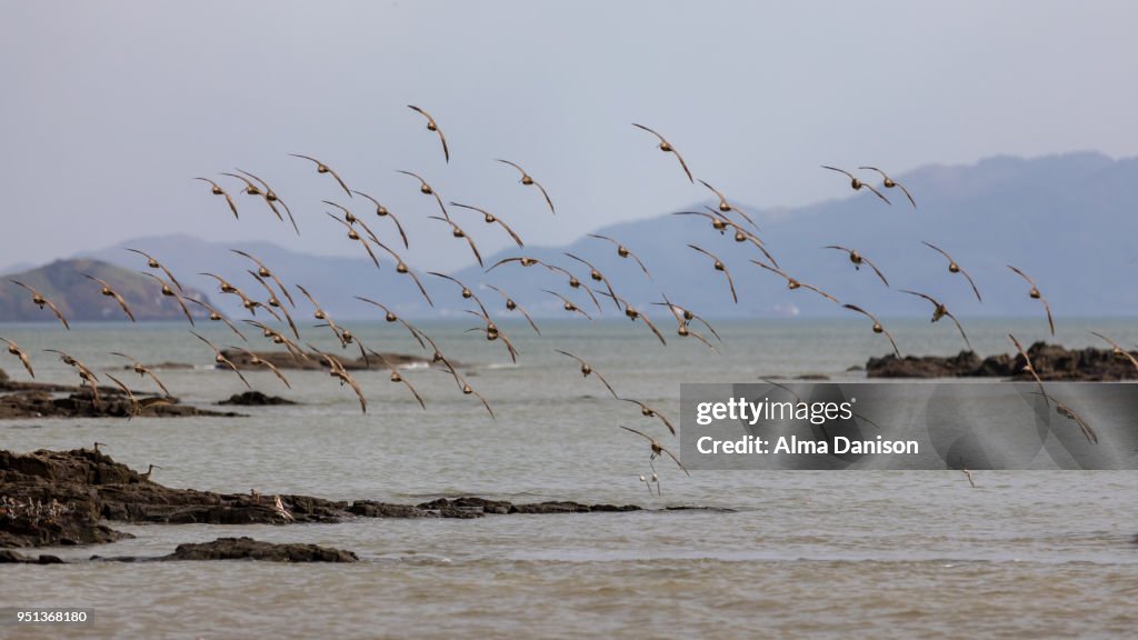 White-rumped sandpiper flock - Calidris fuscicollis