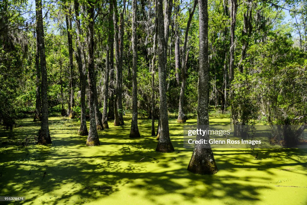 Cypress Swamp