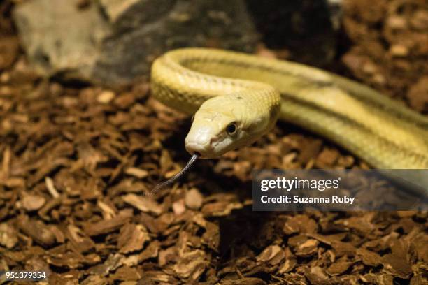 rat snake - rat snake stock pictures, royalty-free photos & images