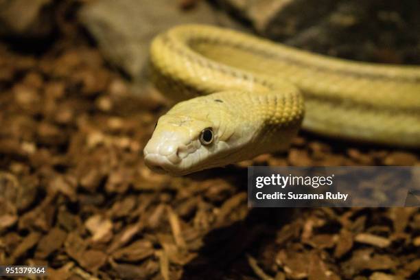 rat snake - rat snake stock pictures, royalty-free photos & images