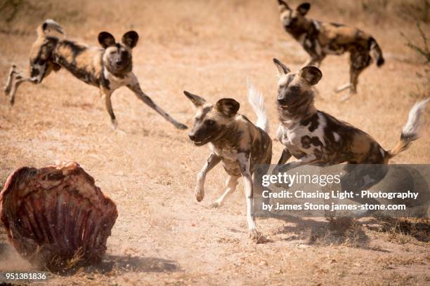 african wild dogs at feeding time - lycaon photos et images de collection