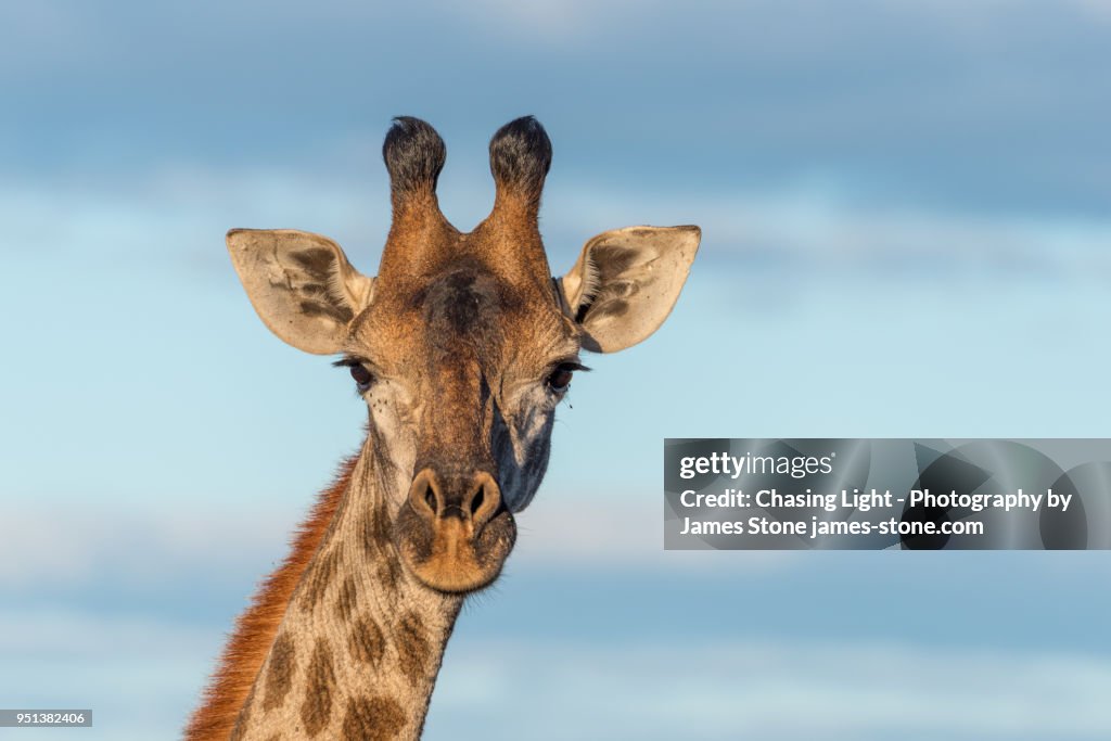 Gnaffe Giraffe Portrait High-Res Stock Photo - Getty Images