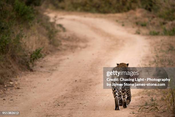 leopard walking down a dirt road - chasing tail stock pictures, royalty-free photos & images