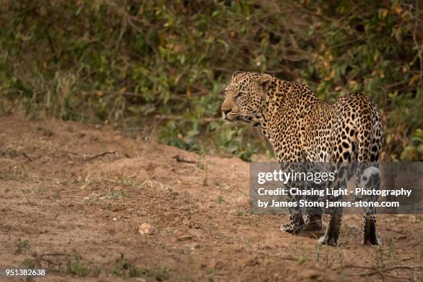 leopard looking left - chasing tail stock pictures, royalty-free photos & images