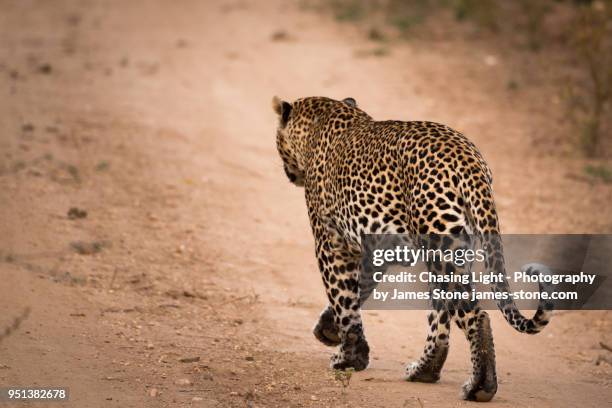 leopard walking down a dirt path away from camera - chasing tail stock pictures, royalty-free photos & images