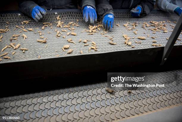 Employees separate out the best of the ginseng at Hsu Ginseng Farm in Wausau, Wisconsin Monday, April 9, 2018.