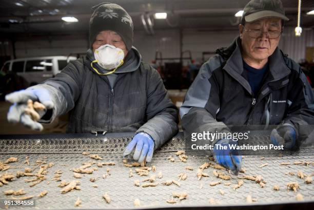 Employees separate out the best of the ginseng at Hsu Ginseng Farm in Wausau, Wisconsin Monday, April 9, 2018.