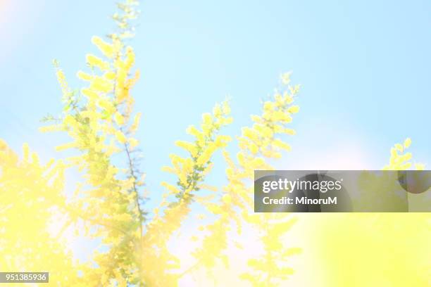 mimosa tree flowering in blue sky - acacia tree stockfoto's en -beelden