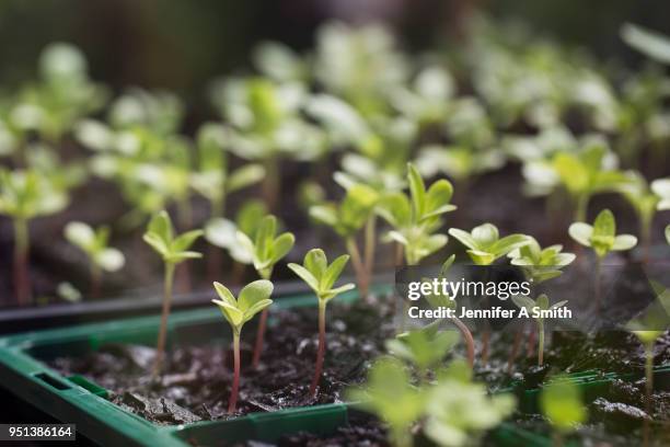 a close up of a seedling tray - tray stock pictures, royalty-free photos & images