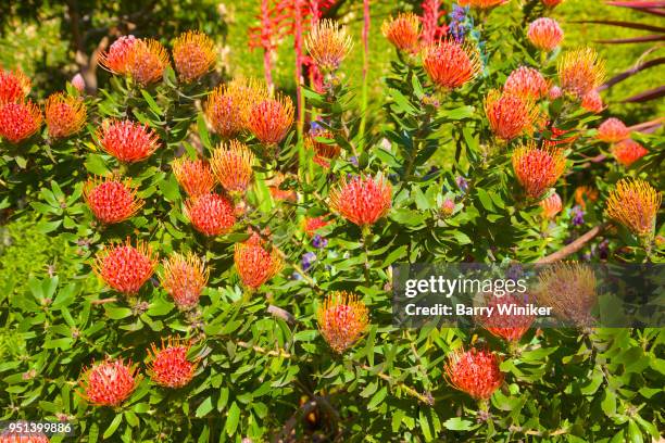 shrub with vibrant pincushion protea in san francisco - protea stock pictures, royalty-free photos & images