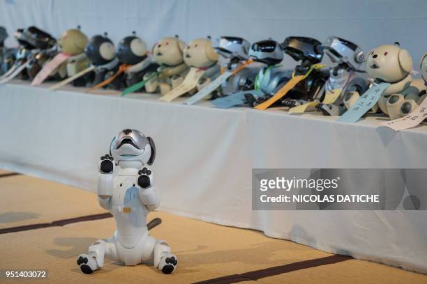 Last version of Sony's pet robot AIBO moves in front old version displayed on an altar prior to hold the robots' funeral at the Kofukuji temple in...