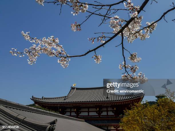 the ancient byodo-in temple in kyoto, japan, viewed through beautiful pink blossoming sakura (cherry blossom) trees during springtime. - byodo in temple kyoto stock pictures, royalty-free photos & images