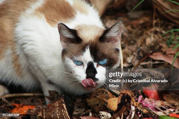 How Rude Cat 194 Rude Cat Stock Photos, High-Res Pictures, and Images - Getty Images