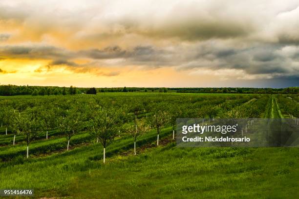 manzanal de árbol durante una puesta de sol - pomar fotografías e imágenes de stock