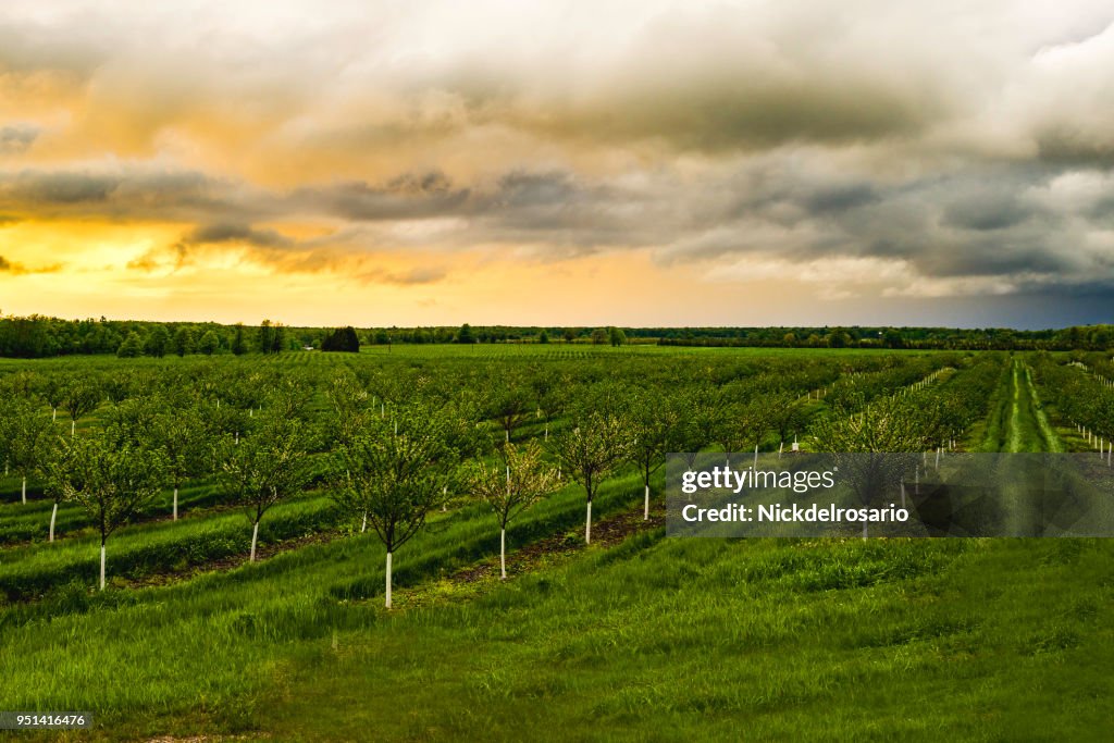 Apple Tree Orchard during a sunset