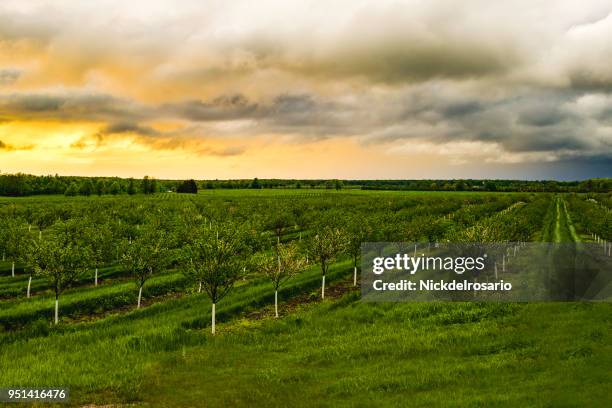 apple tree orchard during a sunset - orchard stock pictures, royalty-free photos & images