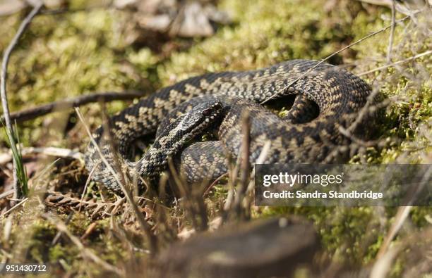 a stunning male adder ( vipera berus) warming itself in the spring sunshine. - vipera foto e immagini stock