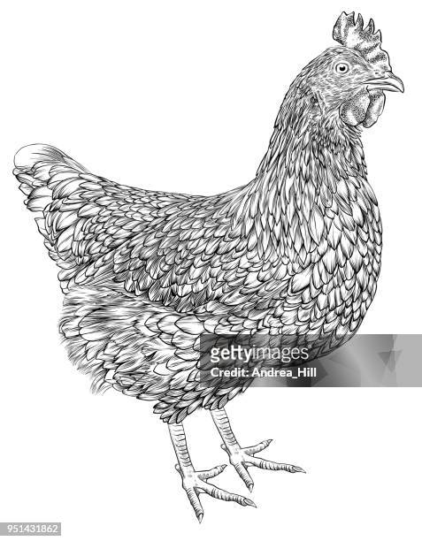 ilustraciones, imágenes clip art, dibujos animados e iconos de stock de ilustración de vector de pollo en pluma y tinta aislado en blanco - boca de animal