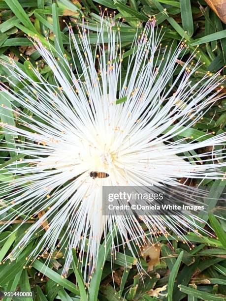 african spiky flowers from a tree - african wasp stock pictures, royalty-free photos & images