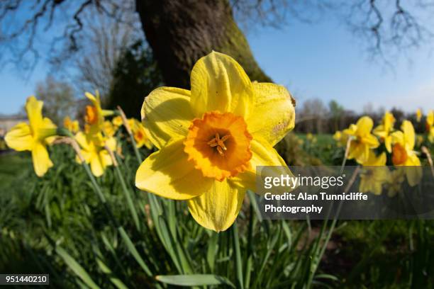 daffodils in the spring - narcissus mythological character 個照片及圖片檔
