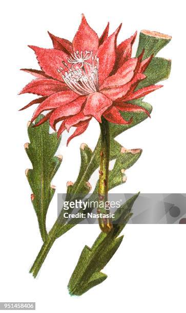 fishbone cactus (phyllocactus anguliger) - watercolor cactus stock illustrations
