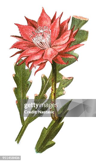 魚骨仙人掌 (Phyllocactus anguliger) 魚骨仙人掌 (Phyllocactus anguliger)