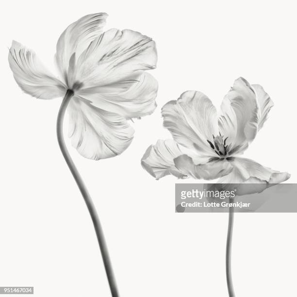 2 tulips - black and white flowers stockfoto's en -beelden