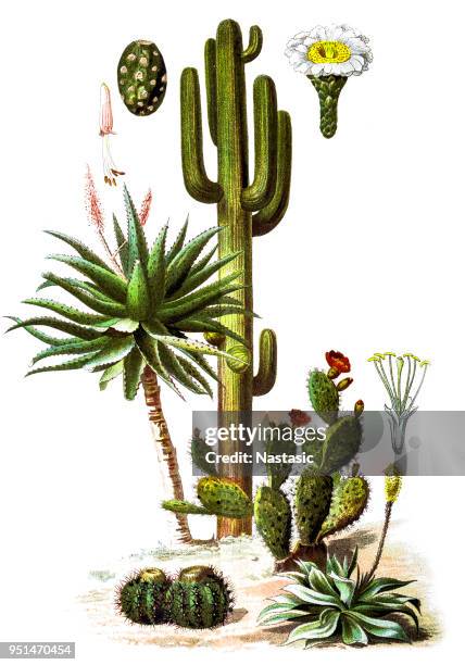 ilustraciones, imágenes clip art, dibujos animados e iconos de stock de el sahuaro (carnegiea gigantea) y aloe ferox (aloe amargo) - exotismo